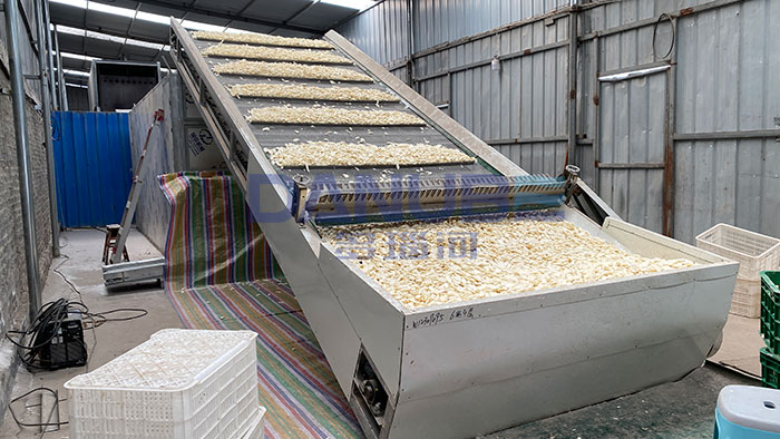 Yam Slices Drying Project in Vietnam